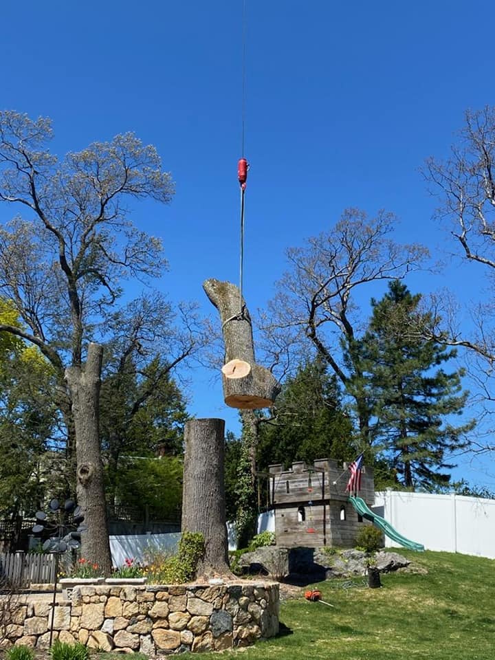 Crane removing a tree in a residential neighborhood