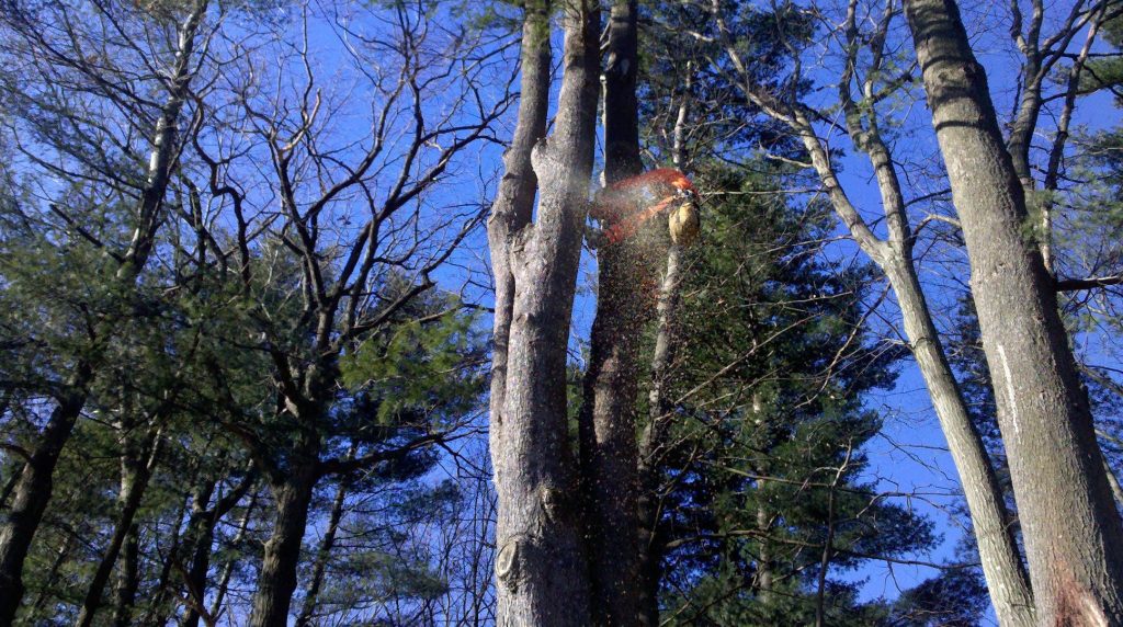 Trimming a tree on a blue sky day by a Maquis employee