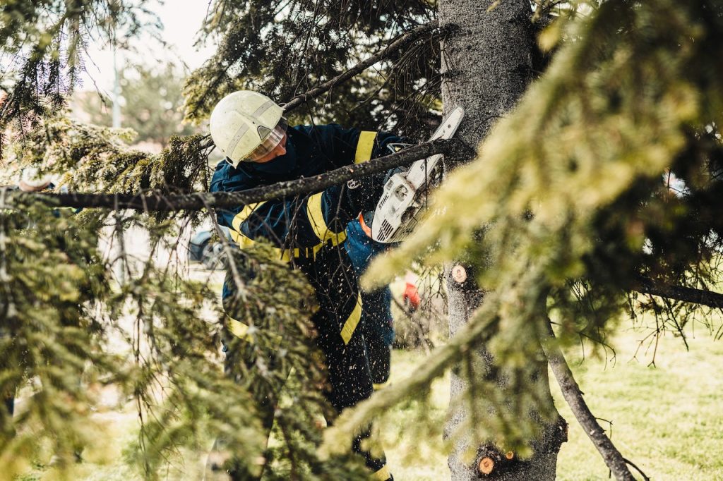 Team members trimming a tree with a chainsaw