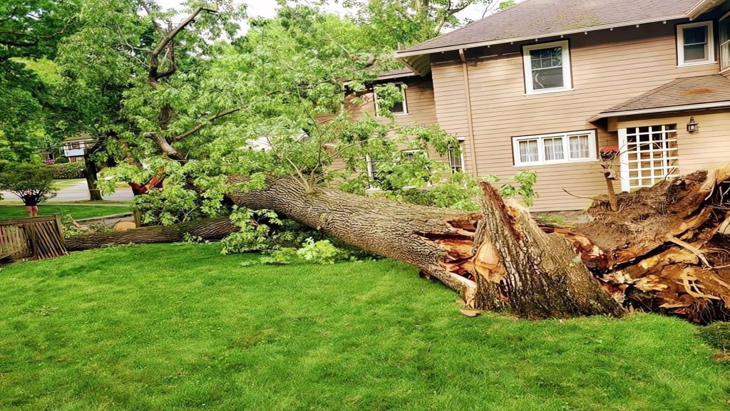 Broken tree after a storm and before emergency tree services