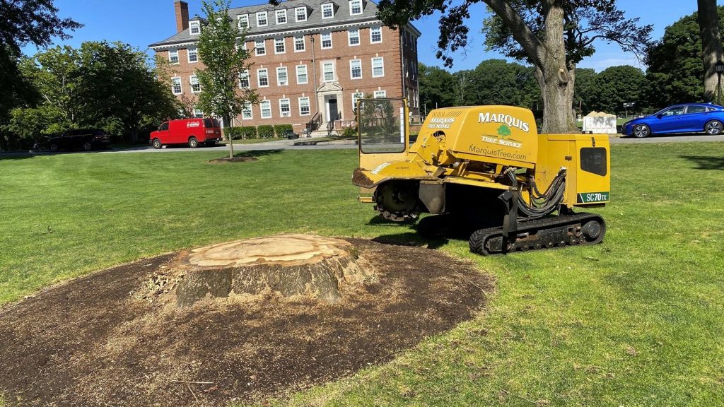 Stump grinding services in public or commercial areas by the Marquis Team