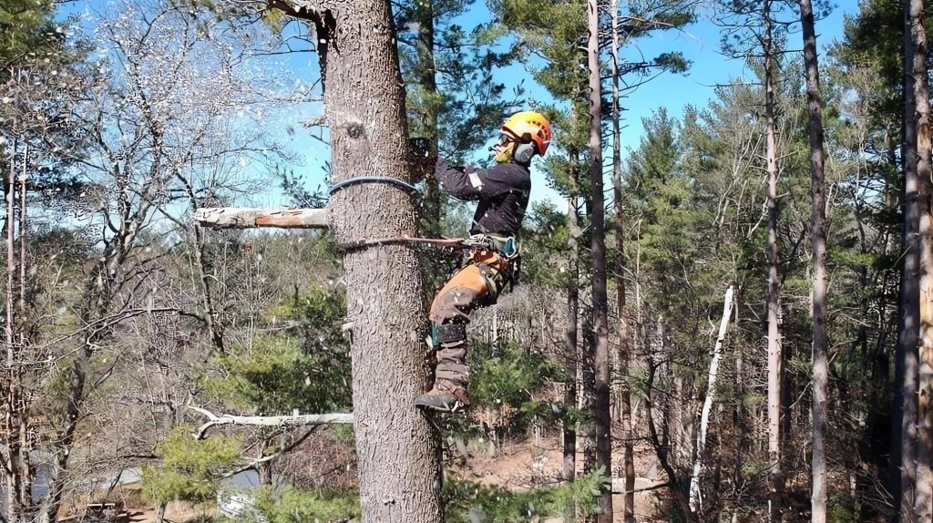 Marquis Tree Service employee removing a tree in Massachusetts