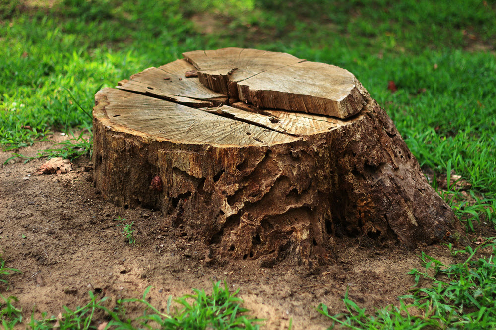 Tree Stump Removal on an old tree stump in Massachusetts