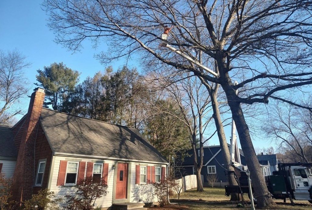 Marquis team providing tree services in residential areas in Massachusetts