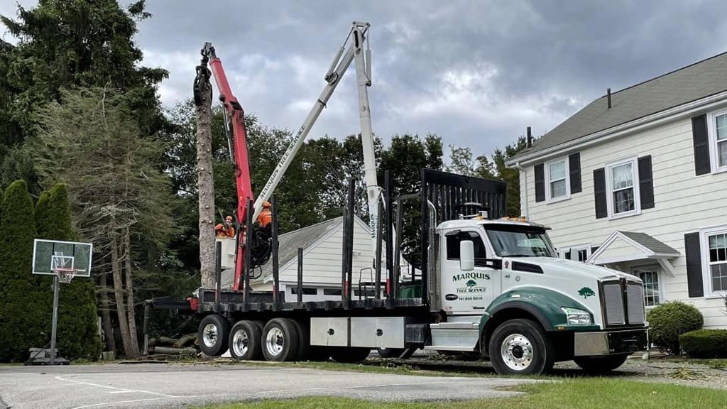 Team members providing tree removal services at a house in Massachusetts