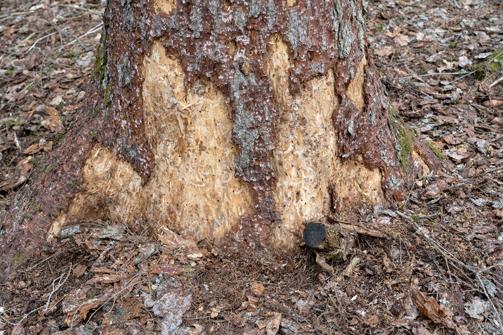 Close-up of tree trunk showing signs of decay and fungal infection in Massachusetts