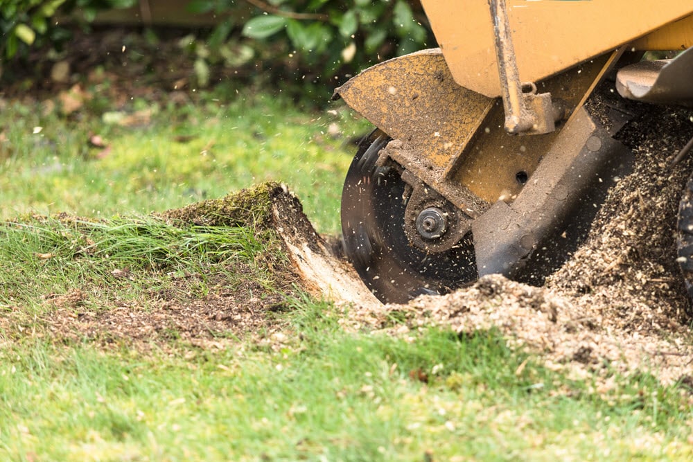 Stump grinding in progress at a residential property in Massachusetts