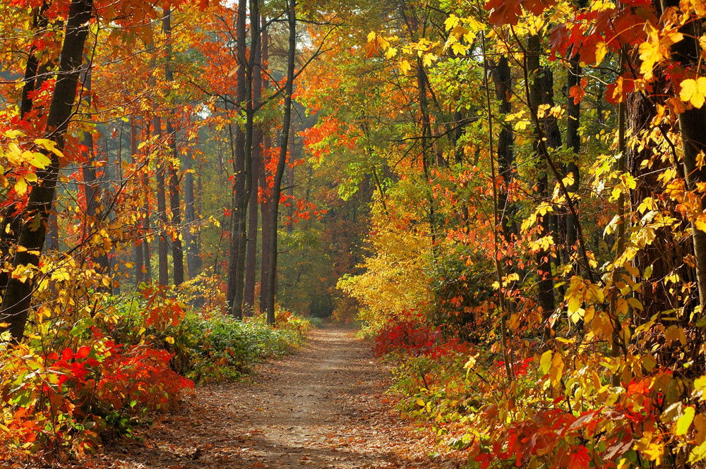 A forest pathway during Autumn with tree that have lots of leafs in different colors