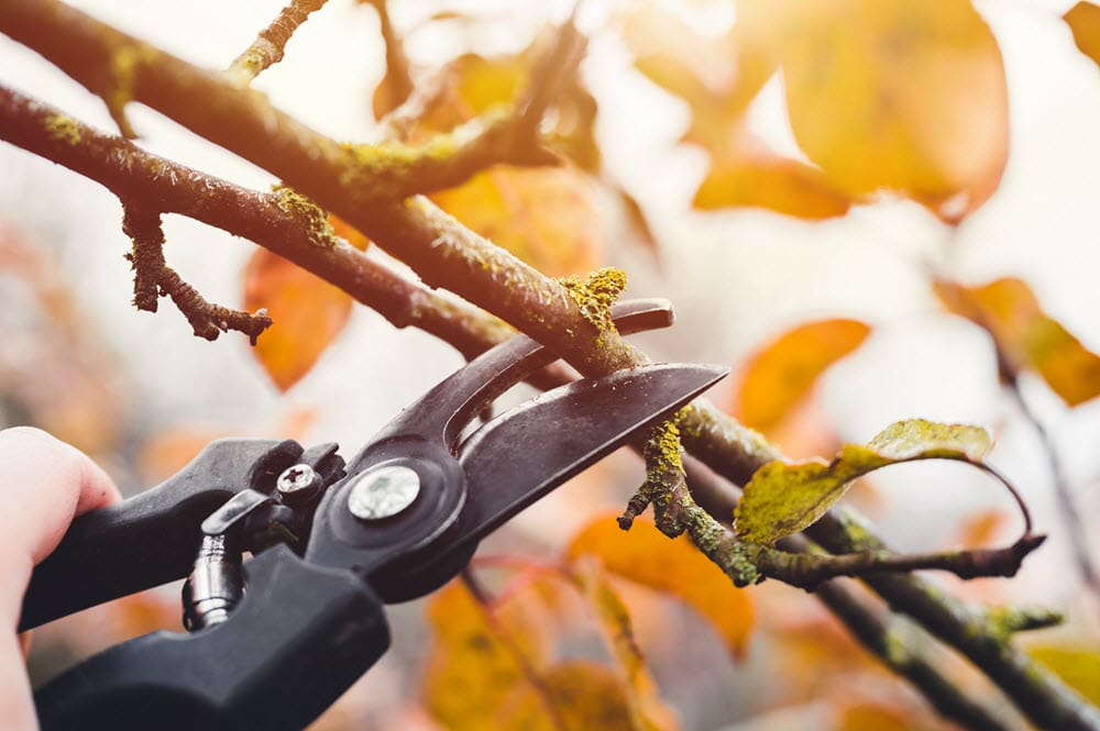 Pruning a tree to enhancing your green space