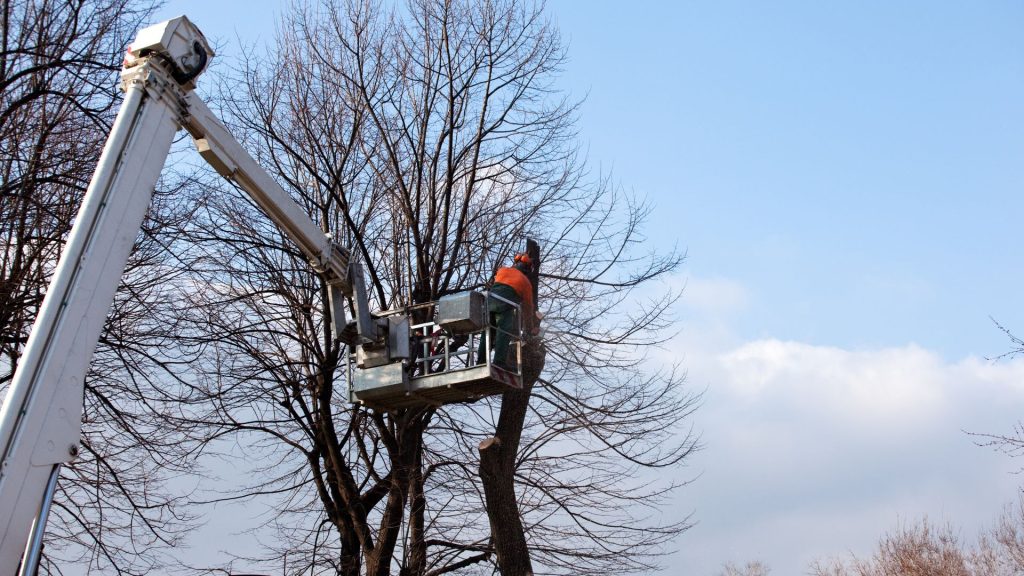 Employee on a bucket while pruning a tree for the winter season