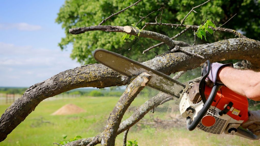 Professionals trimming a tree with a chainsaw