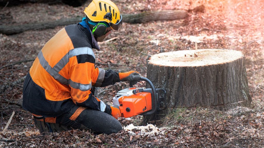 Marquis employee removal stump with a chainsaw
