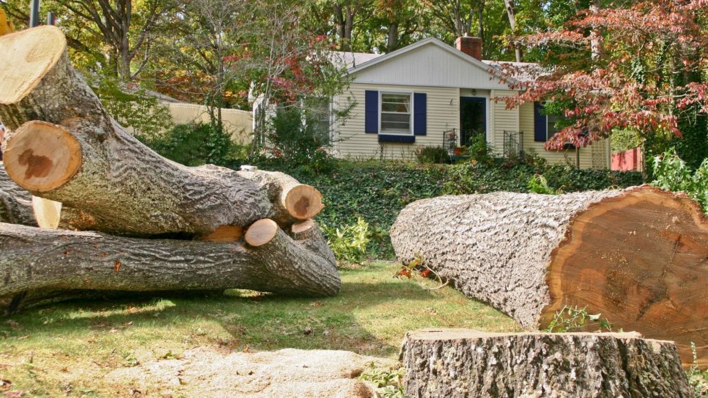Tree pieces on the ground outside a house after tree removal