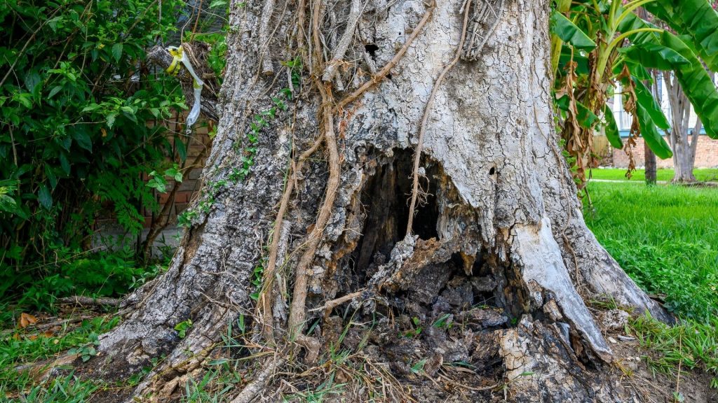 Diseased tree with fungal growth and cracked bark in a Massachusetts neighborhood