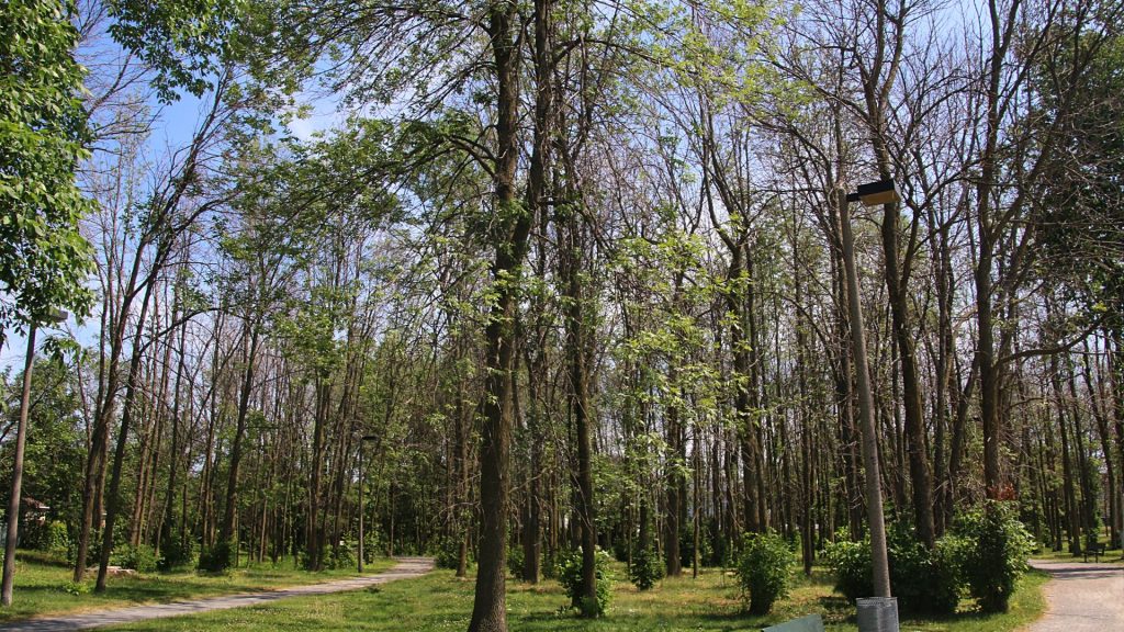 Trees in a local residential park in Massachusetts