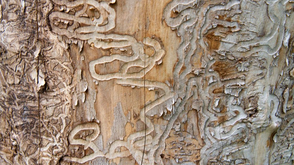Close-up of a disease on a tree's skin bark