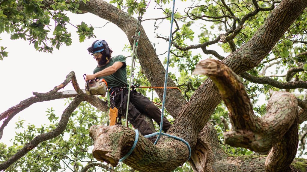 Marquis team member providing emergency tree services by trimming a tree