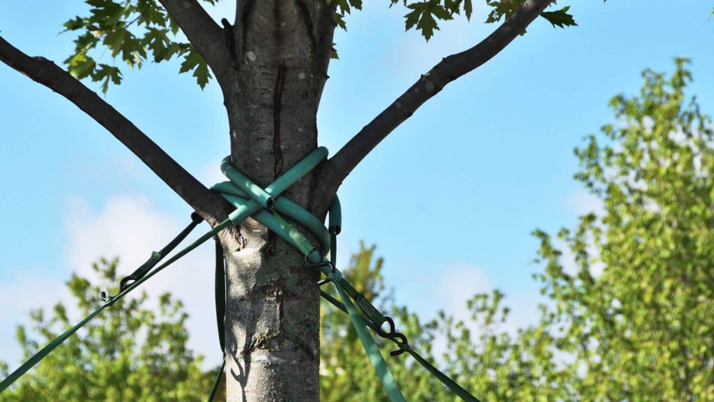 Tied up tree for tree cabling and bracing in Massachusetts