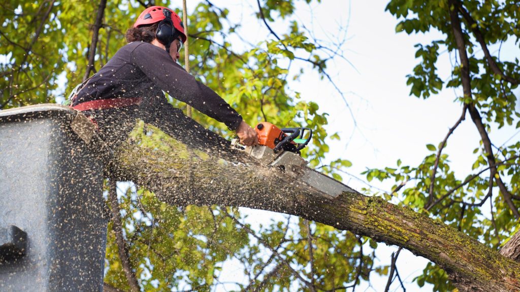 Licensed employee on a bucket trimming a tree with a chainsaw