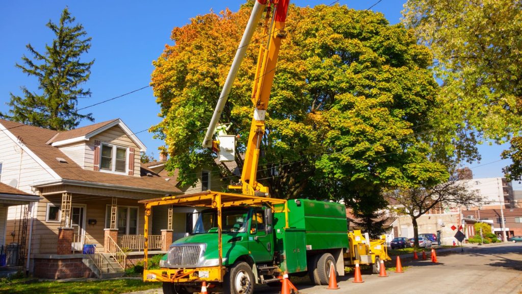 Crane-assisted tree removal by licensed crew in Massachusetts