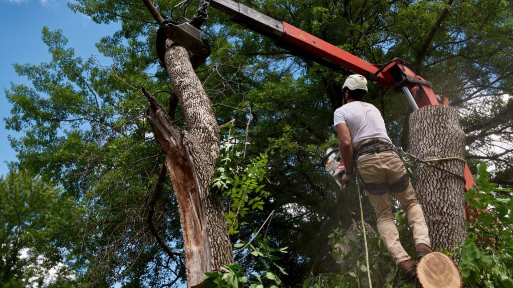 Crane-assisted tree removal at a residential property in Massachusetts
