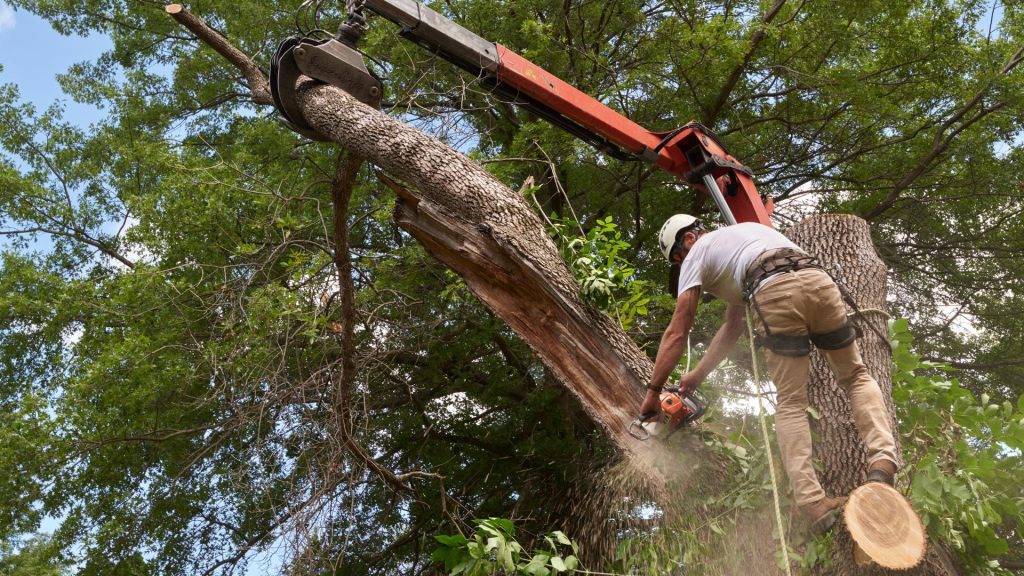 Professional tree service using crane to remove tall tree in Massachusetts