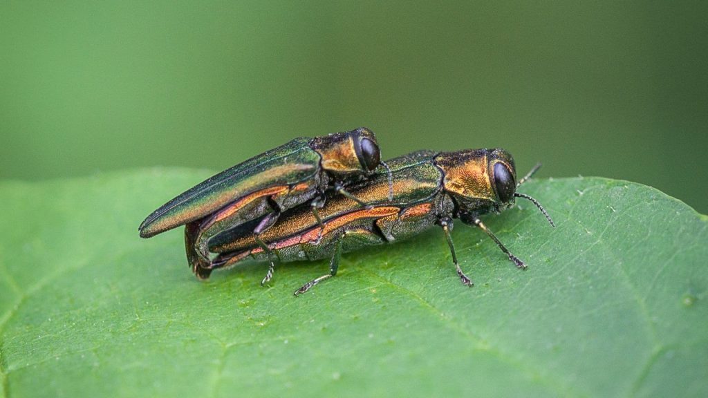 Common Tree Pests that harm trees