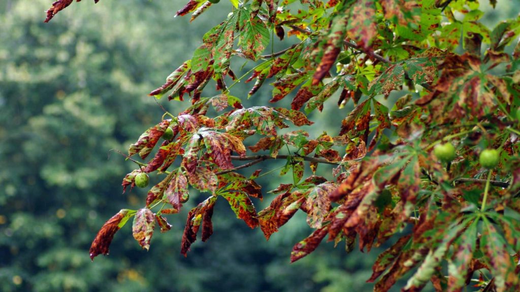 Tree with chewed leaves and boreholes from pest activity in Massachusetts backyard