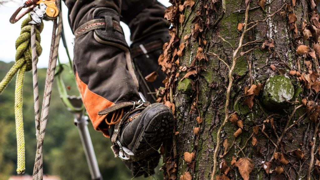 Close-up of certified arborist providing tree services