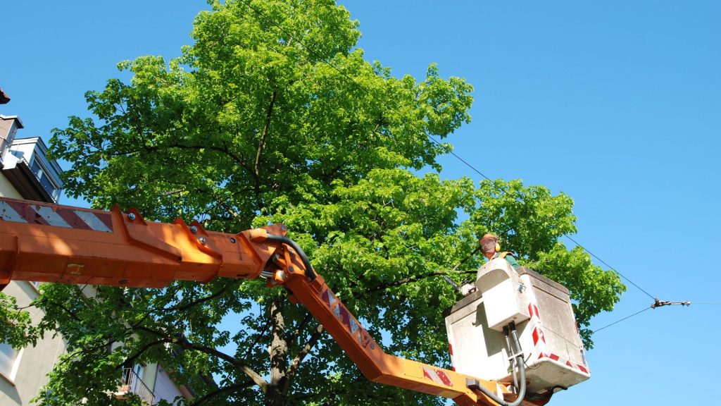 Marquis team member on a bucket prepping for tree trimming