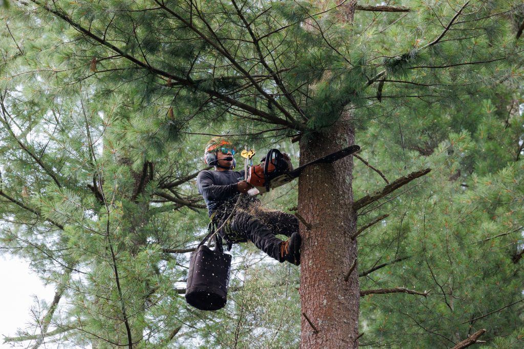 Tree removal team using equipment for safe removal