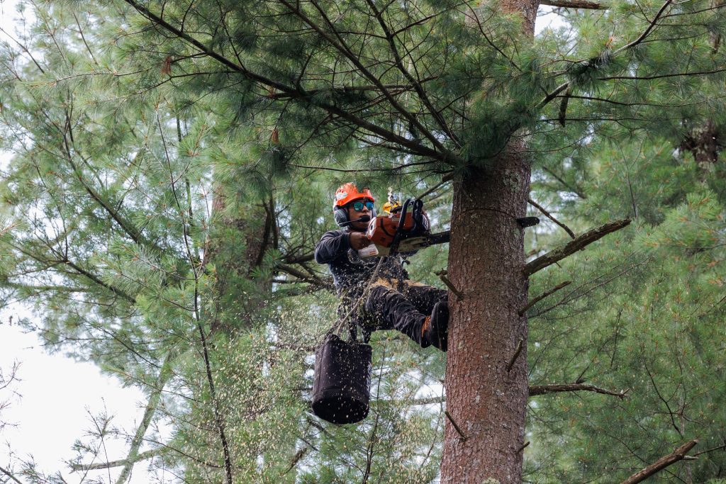 Tree removal team using equipment for safe removal