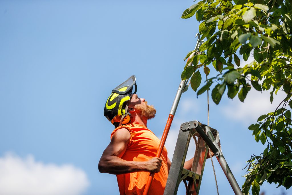 Certified arborist pruning overgrown branches at a residential property in Massachusetts