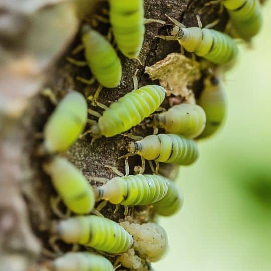 Green pests infecting a tree