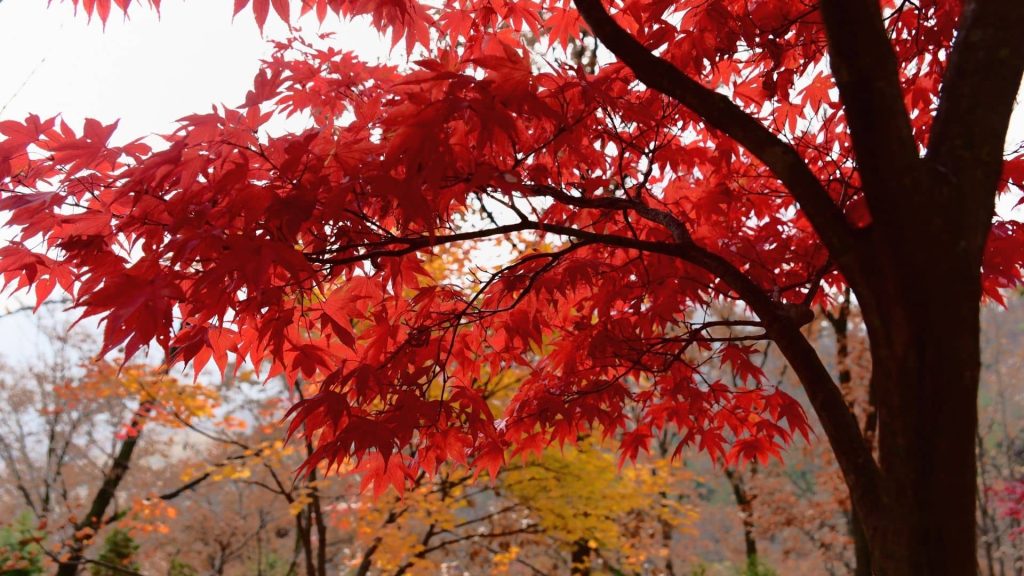 Close-up of a tree during Autumn with red leafs