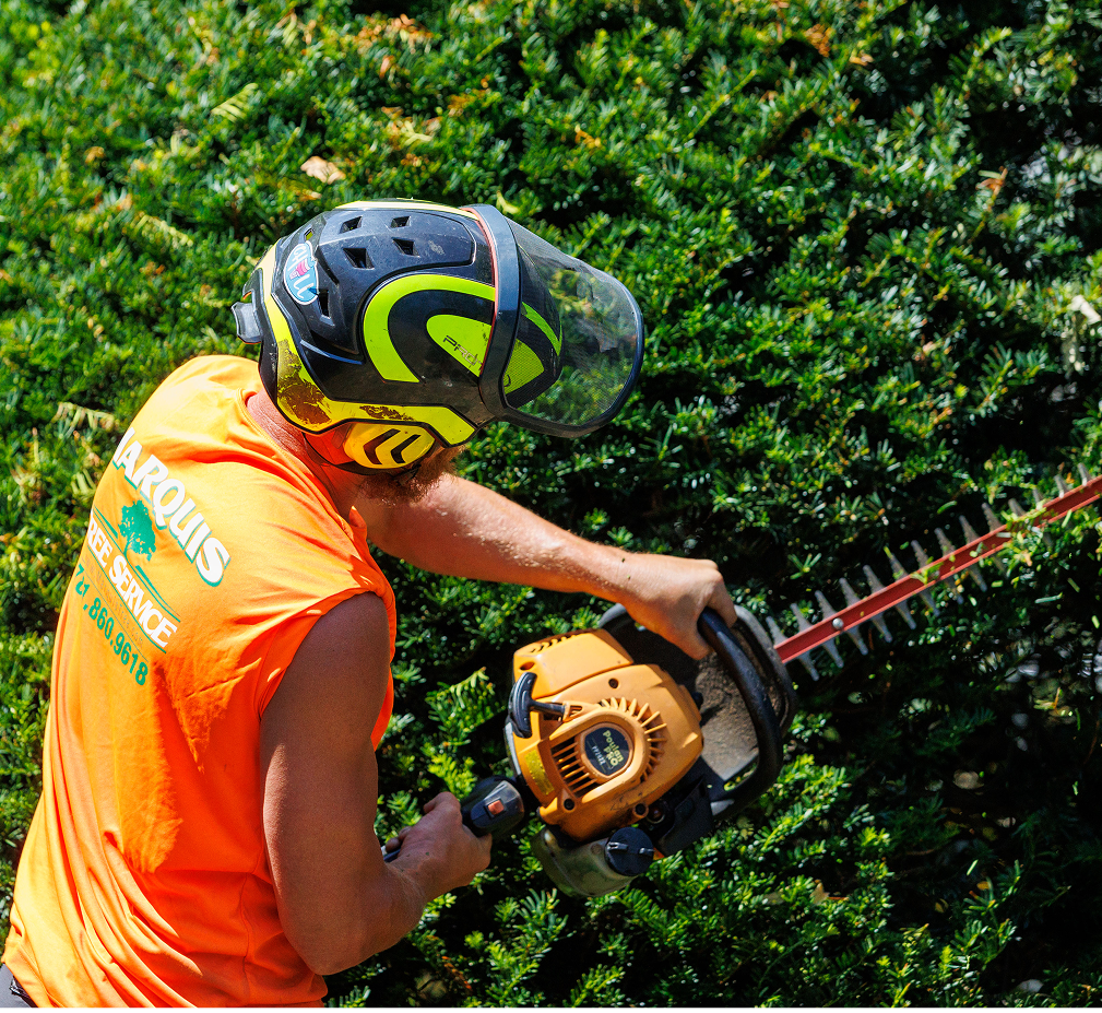 Team member pruning a tree close-up