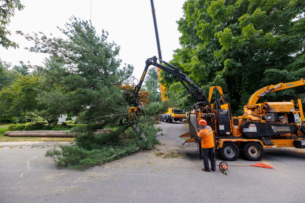 Tree service professionals dismantling tree in sections during removal project in Massachusetts