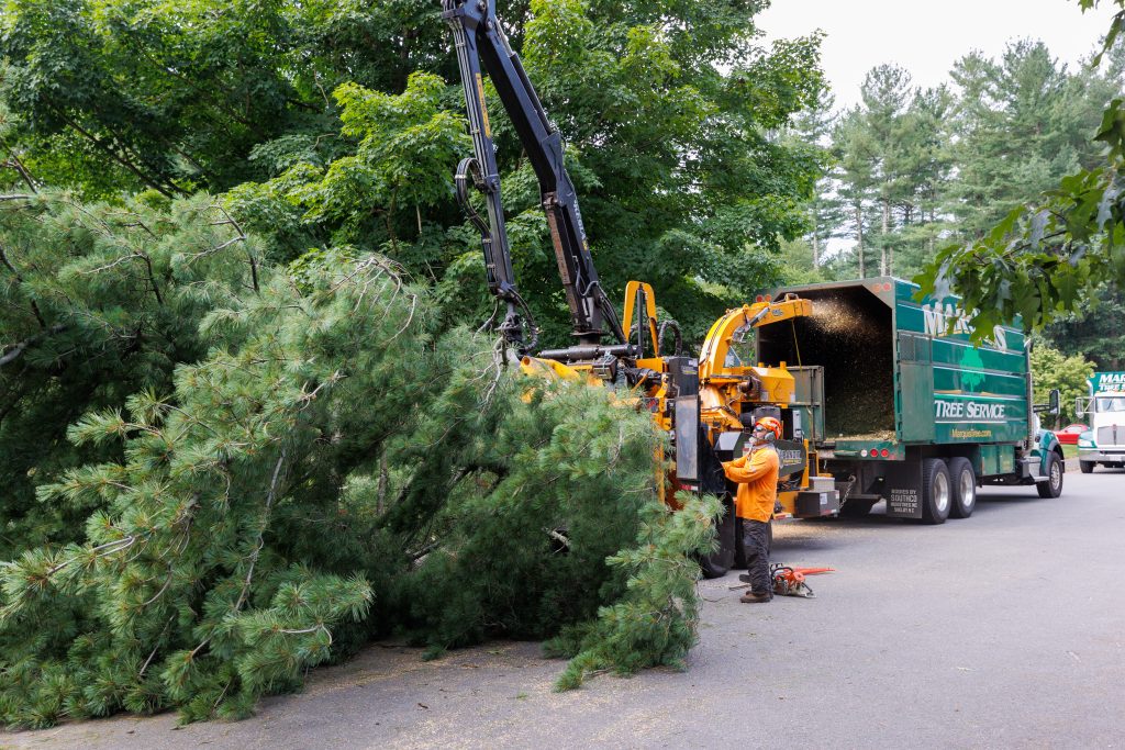 Team members preparing for safe tree removal near home in Massachusetts neighborhood