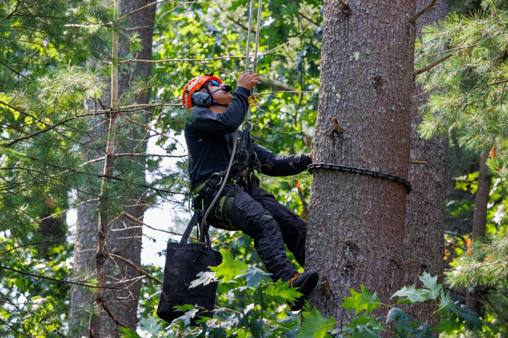 Tree care worker adjusting climbing gear before pruning job