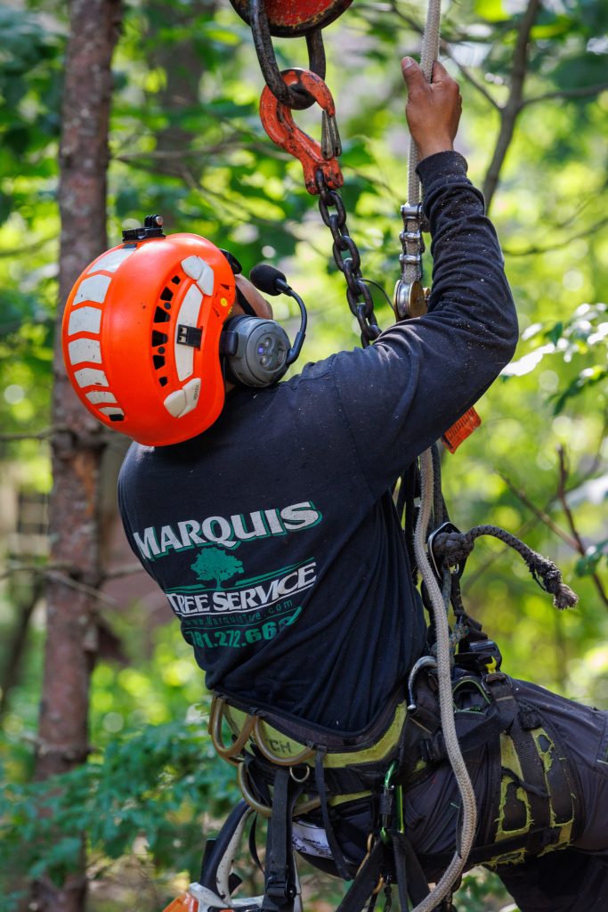 Tree climber wearing helmet, harness, and ropes before ascending tree in Massachusetts