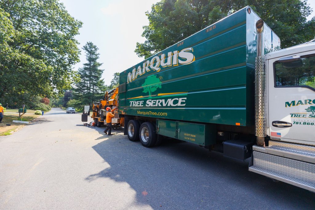 Marquis tree removal crew