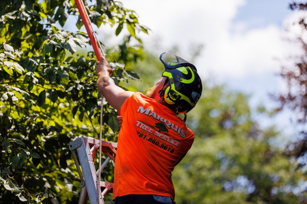Marquis employee on a ladder while pruning a tree