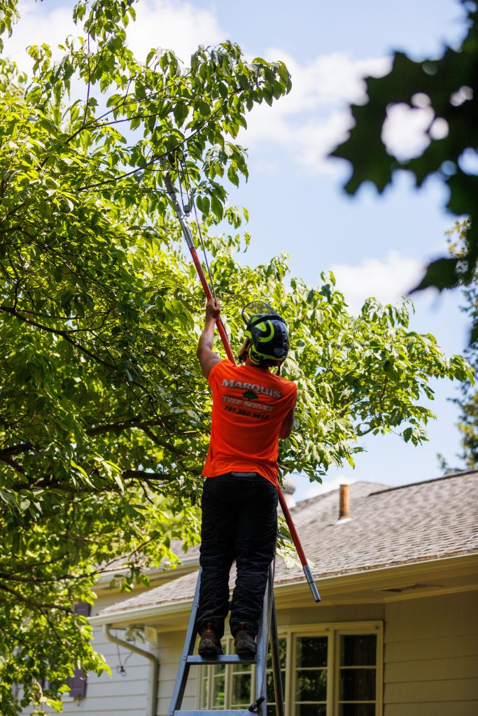 Employee using equipment for tree pruning