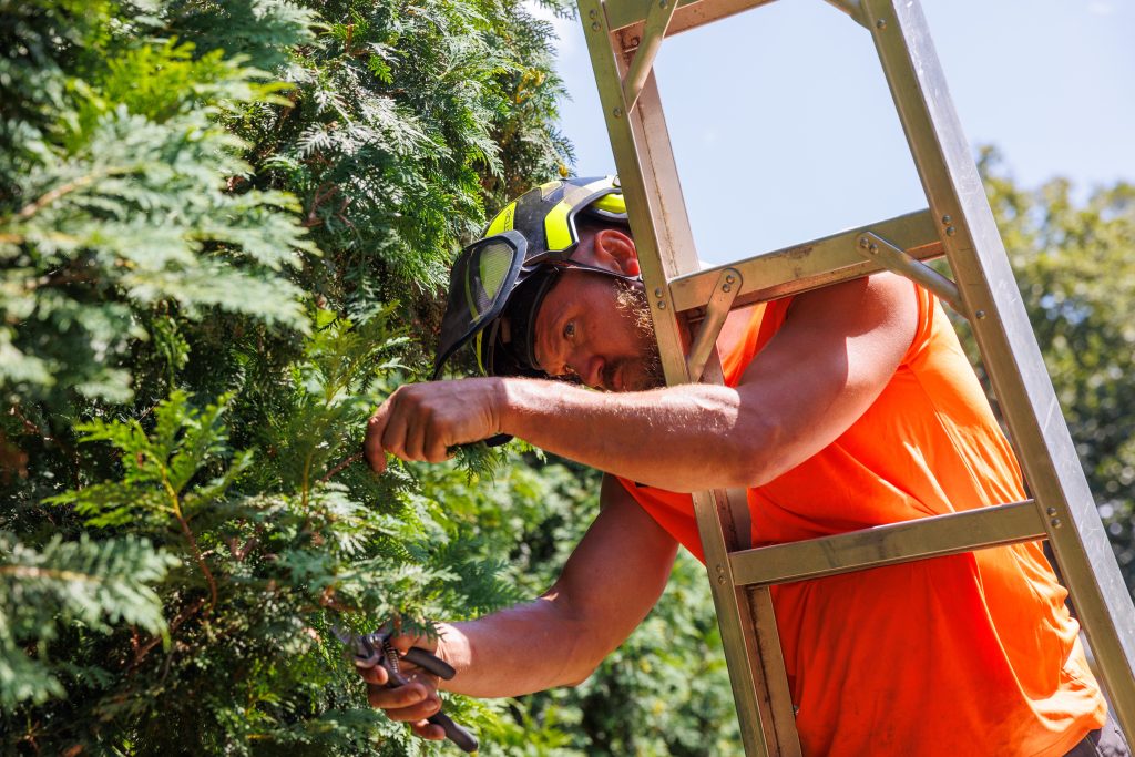 Close-up of team member providing special techniques for tree pruning