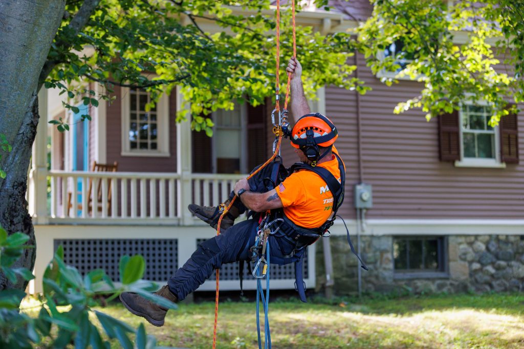 Team member with gear after tree removal