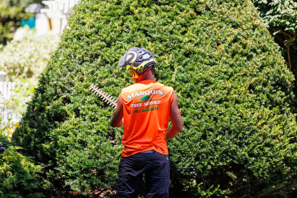 Marquis employee prepping to prune a tree