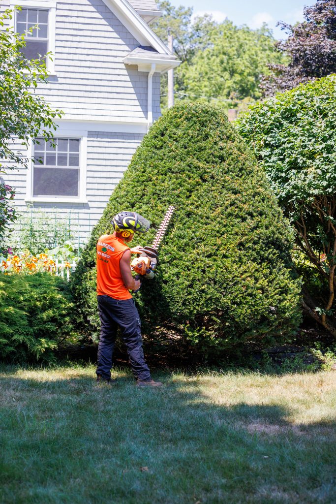 Tree pruning with special techniques