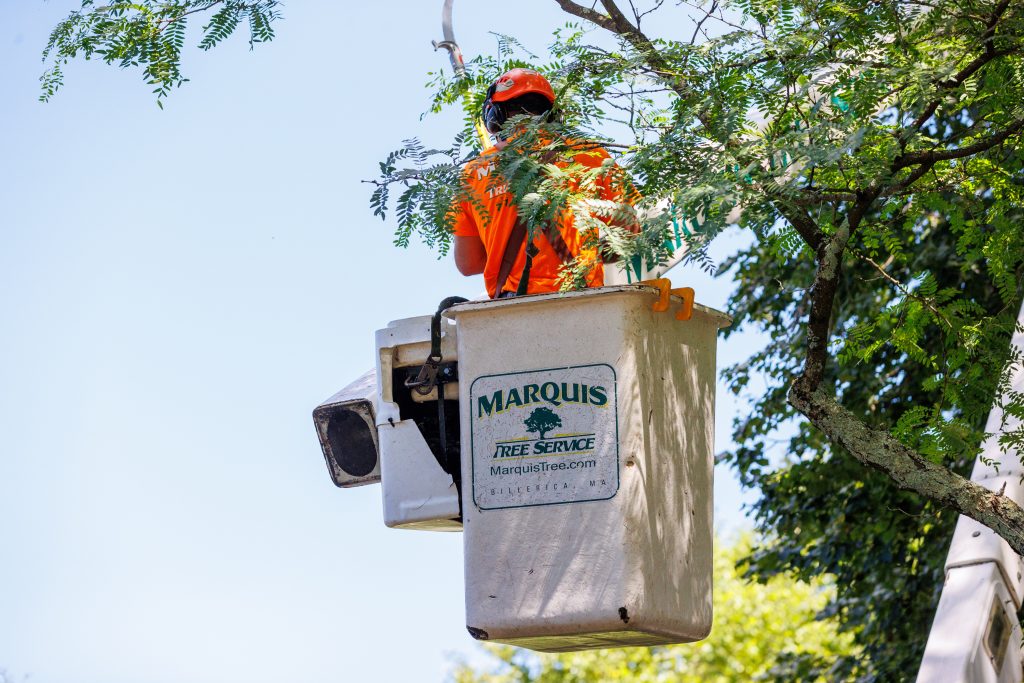 Tree care professional wearing safety gear while pruning mature tree