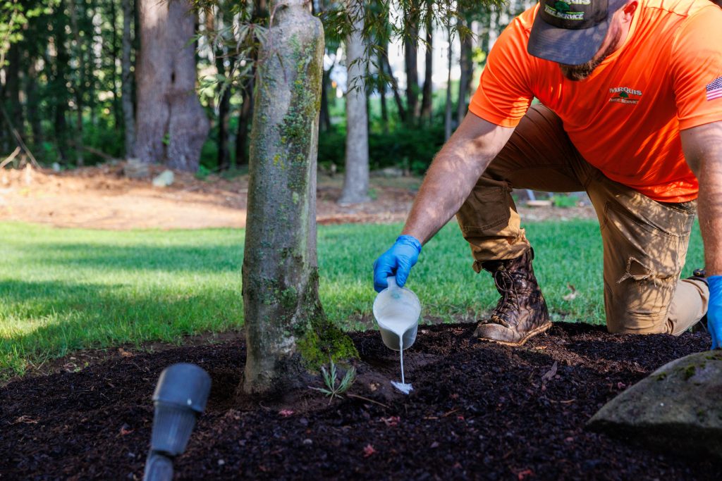 Employee pouring solution to tree for health care