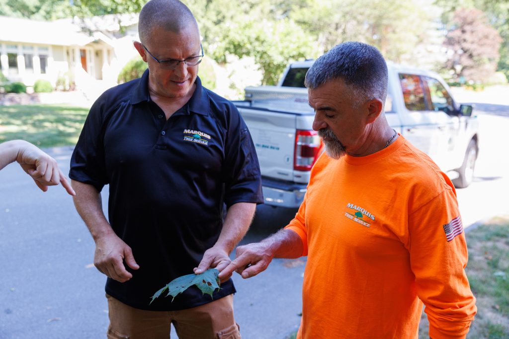 Team members inspecting a leaf for service
